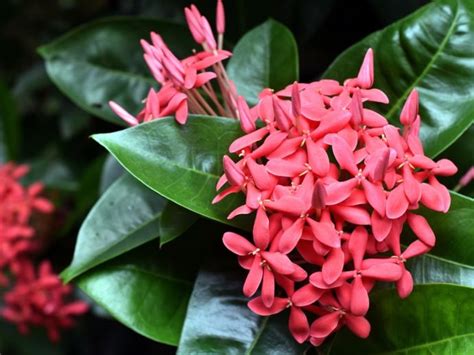 ixona|Care Of Ixora Plant: How To Grow Ixora Shrubs